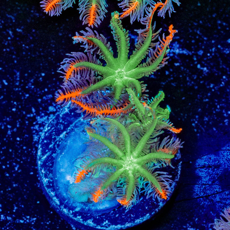 ACR Firework Clove Polyps