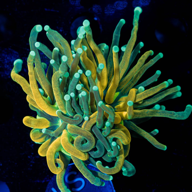 Reverse Tiger Torch Euphyllia