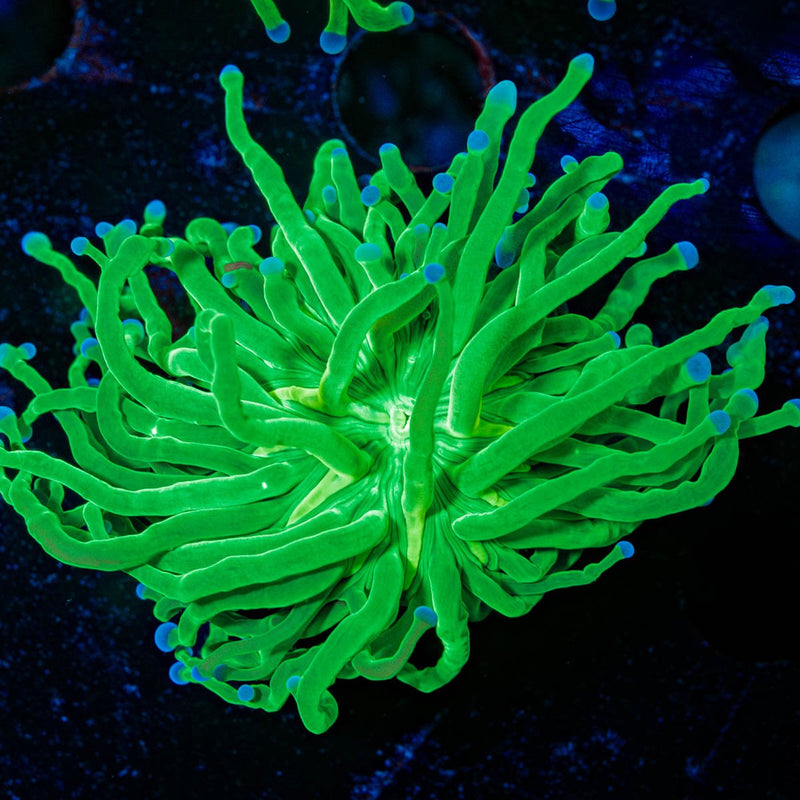 Blue Tipped Torch Euphyllia