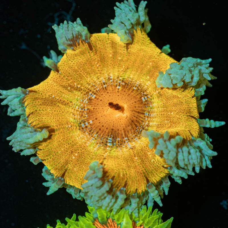 Ultra Rock Flower Anemone