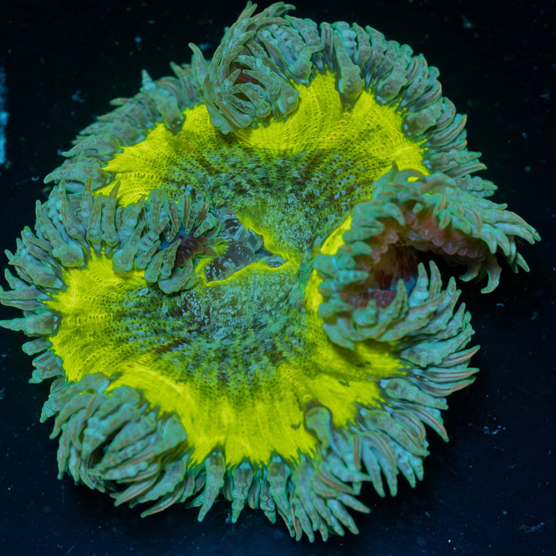 Ultra Rock Flower Anemone