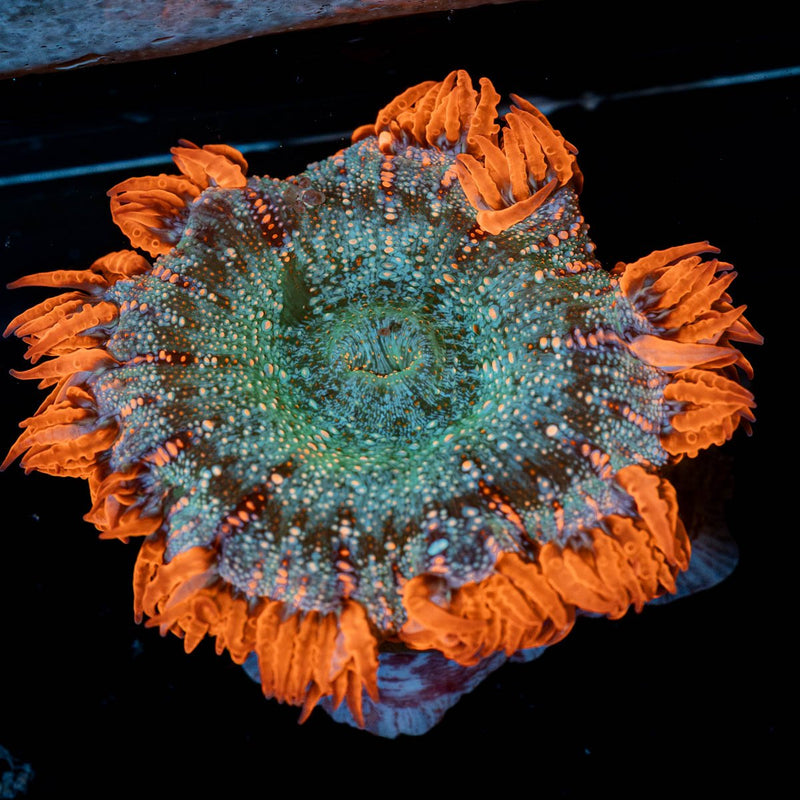 Ultra Rock Flower Anemone