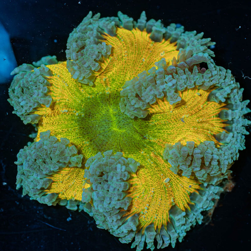 Ultra Rock Flower Anemone