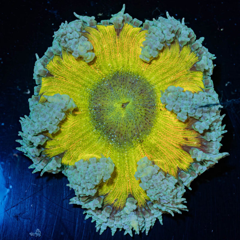 Ultra Rock Flower Anemone