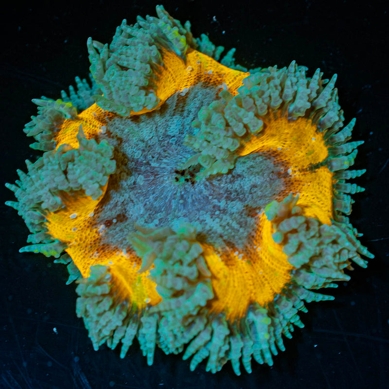 Ultra Rock Flower Anemone