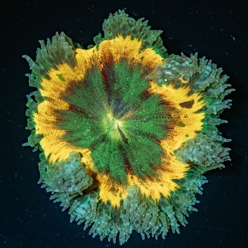 Ultra Rock Flower Anemone