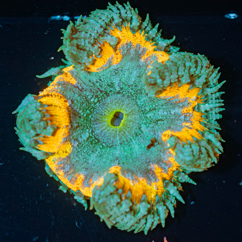 Ultra Rock Flower Anemone