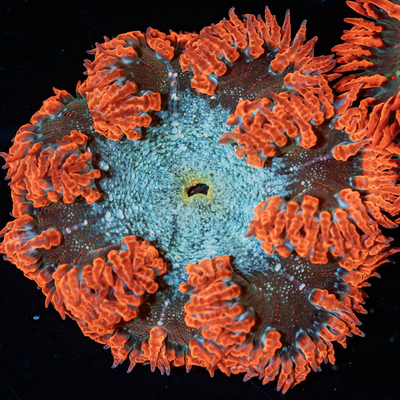 Ultra Rock Flower Anemone