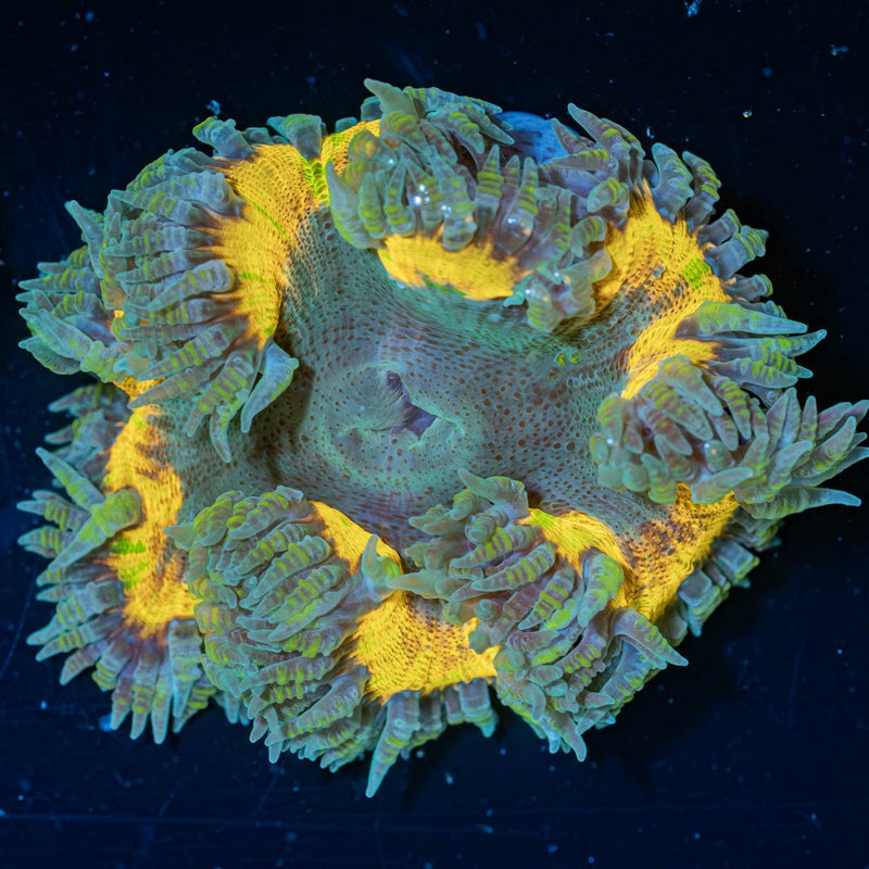 Ultra Rock Flower Anemone