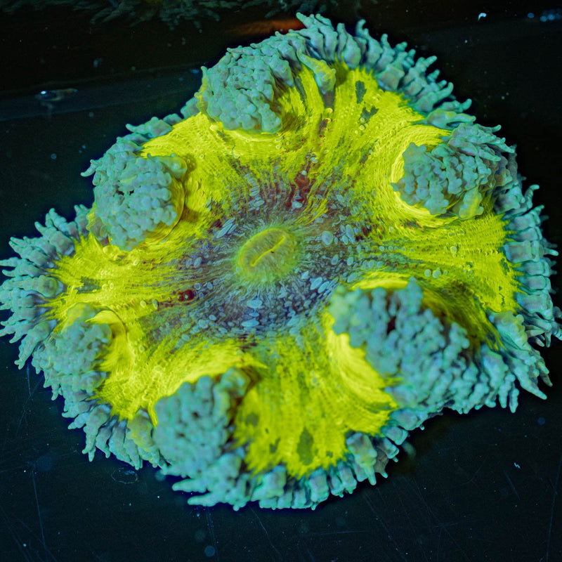 Ultra Rock Flower Anemone