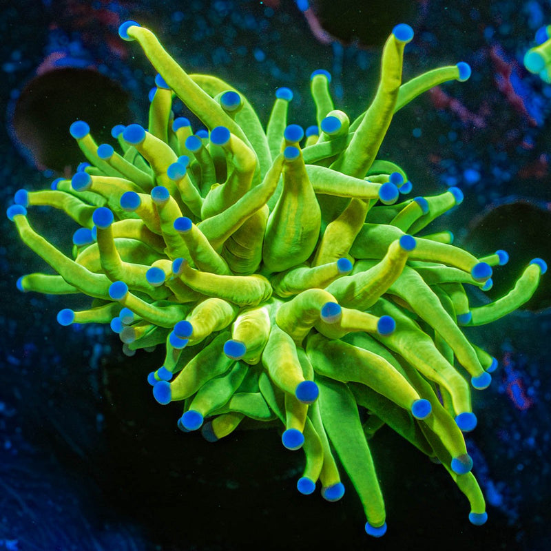 Holy Grail Torch Euphyllia