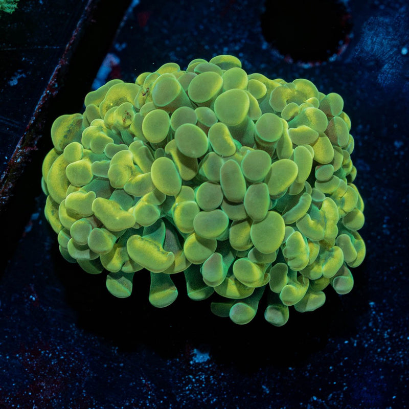 Gold Hammer Euphyllia