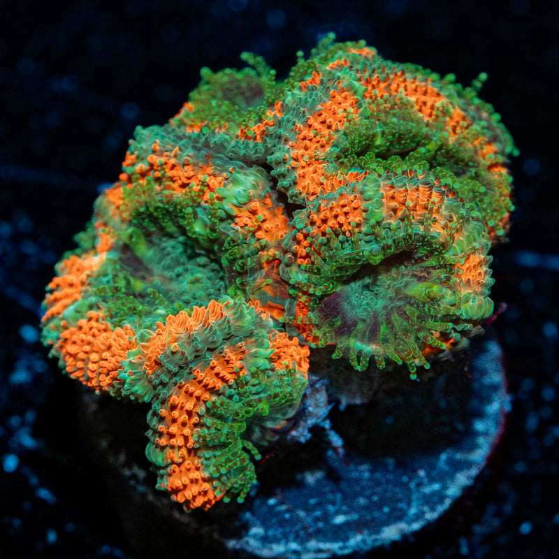 Miami Micromussa