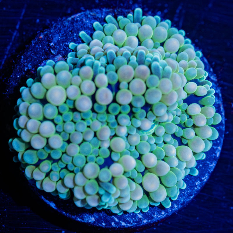 Multi Color Ricordia Mushroom