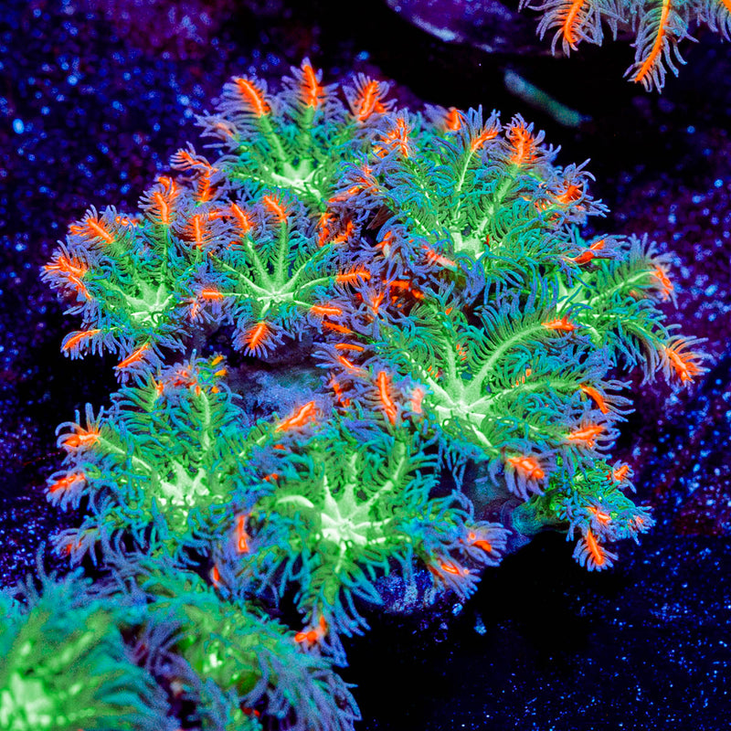 ARC Firework Cloves