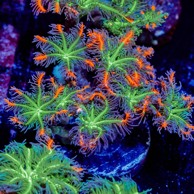 ARC Firework Cloves