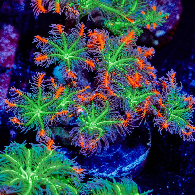 ARC Firework Cloves