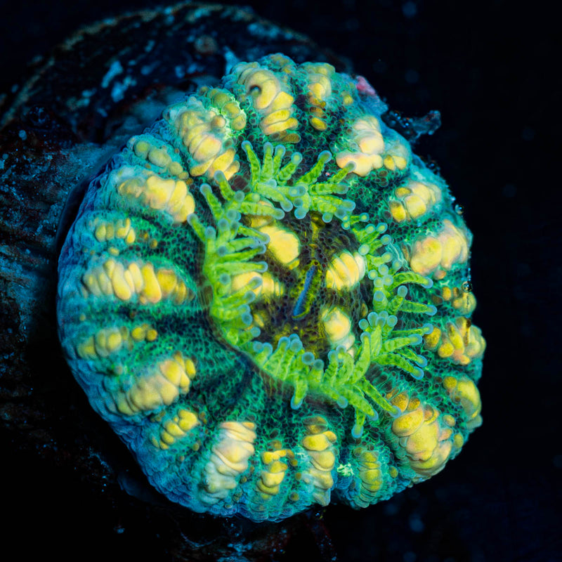 Green Button Scoly