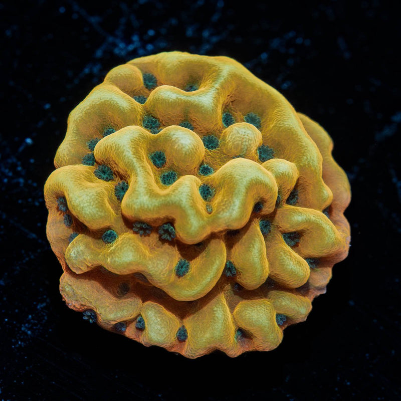 Beach Bum Montipora