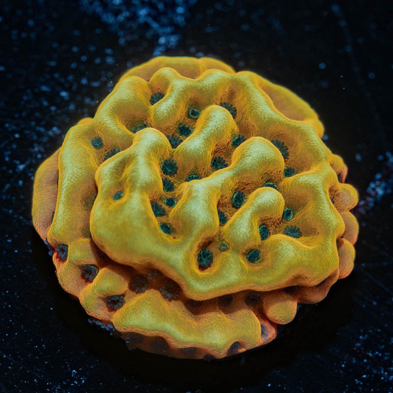 Beach Bum Montipora