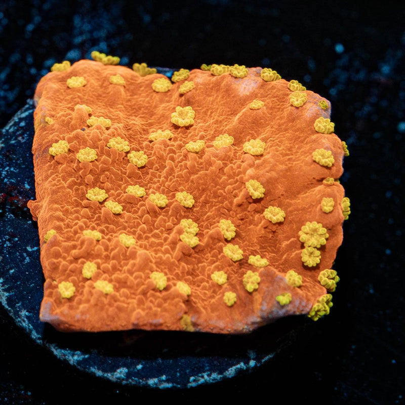 Starburst Montipora