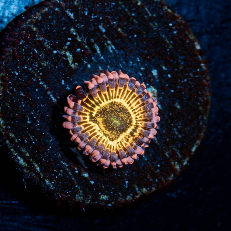 Stratosphere Zoanthid