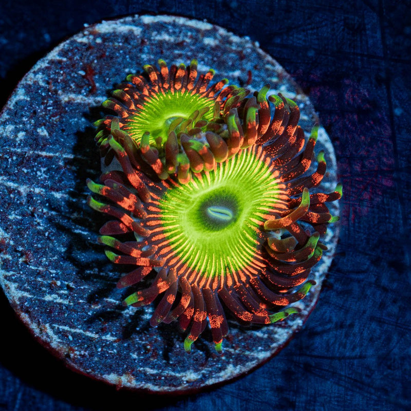 Candy Apple Red Zoanthid