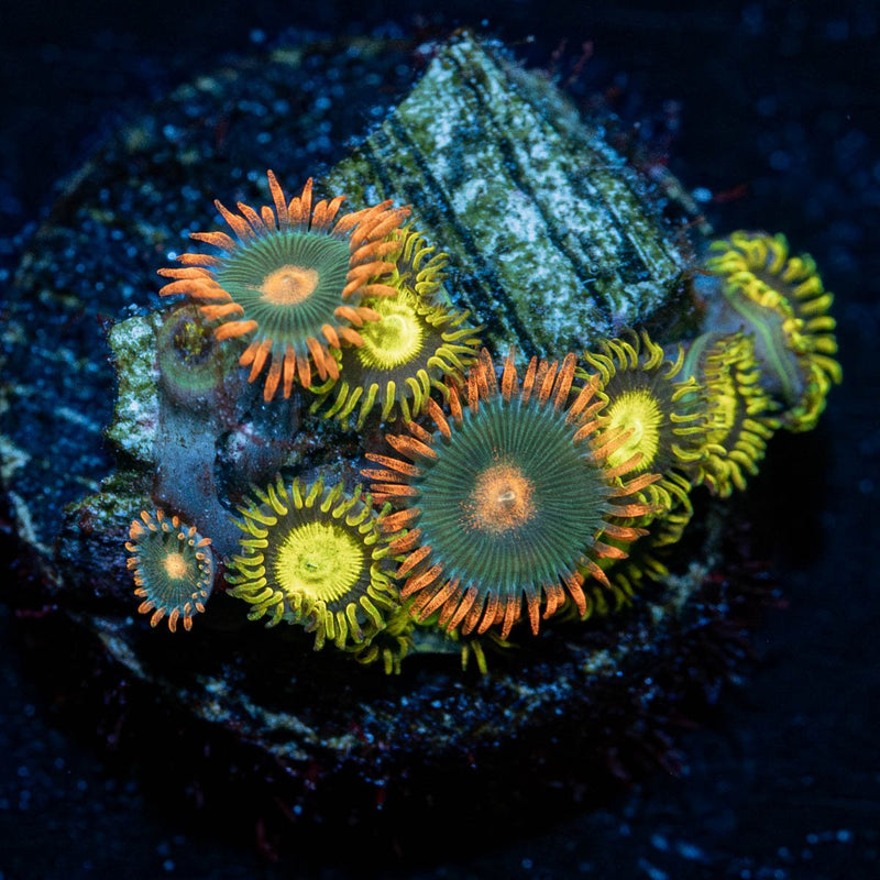 Zoanthid Combo