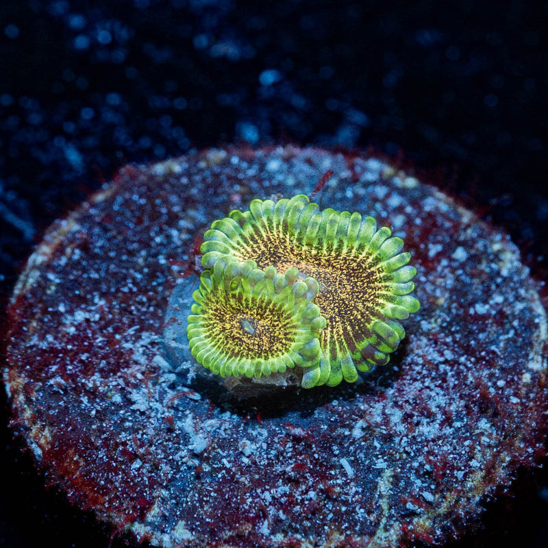 Lemon Lime Zoanthid