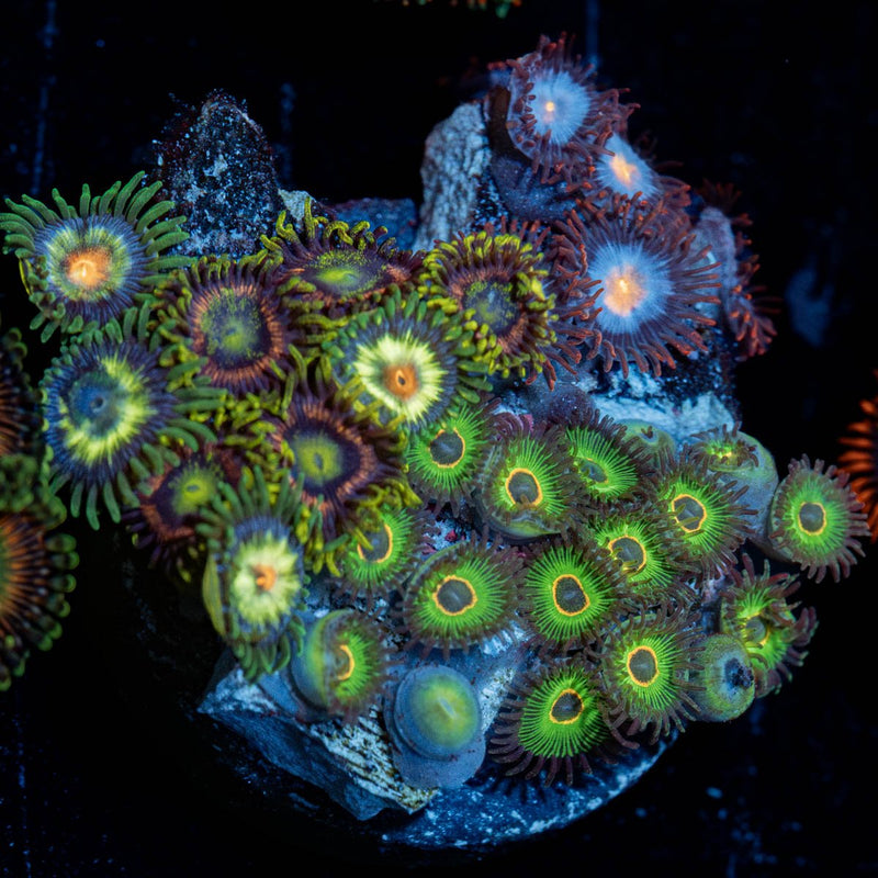 Zoanthid Combo