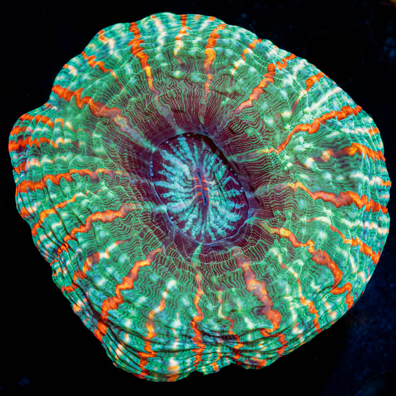 Indophyllia