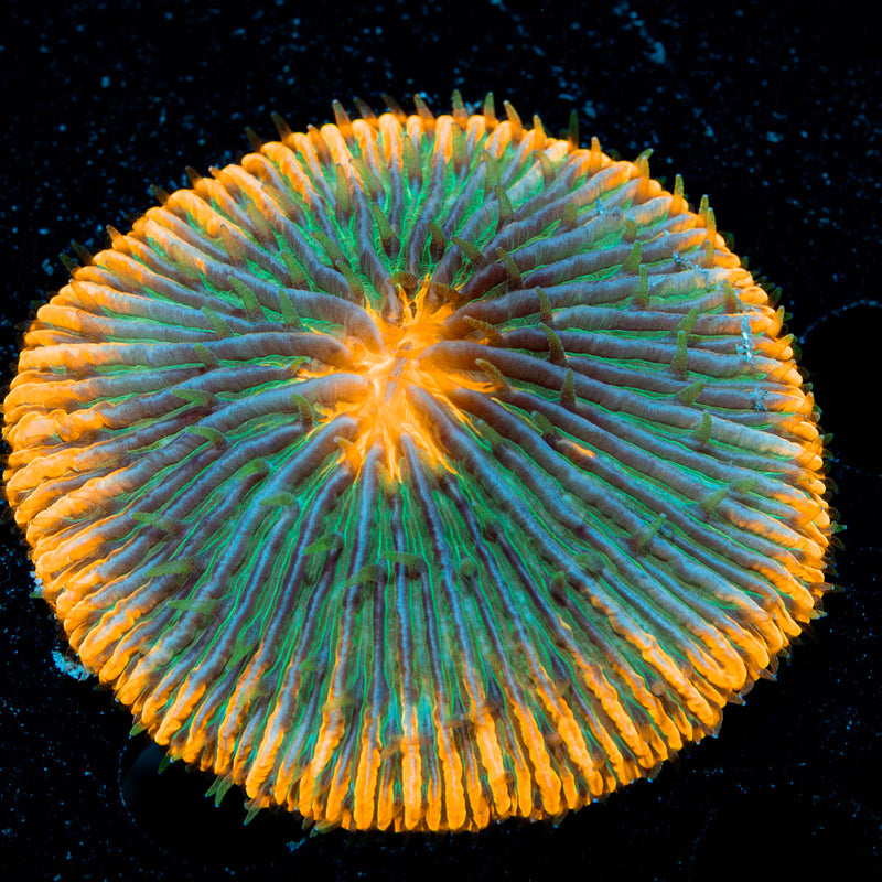 Ultra Fungia Plate