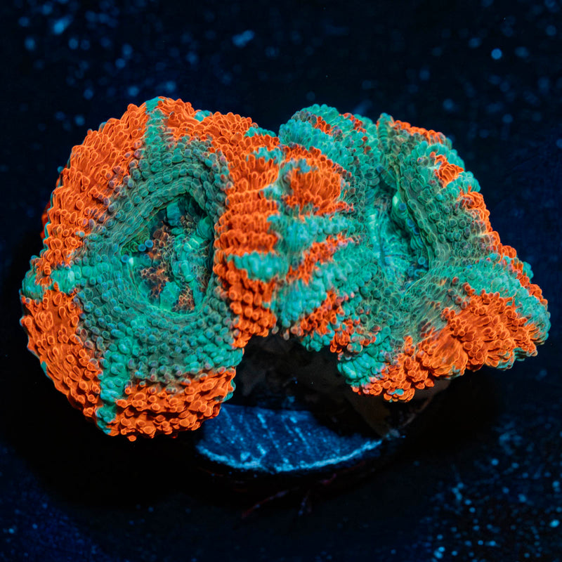 Tony the Tiger Acan