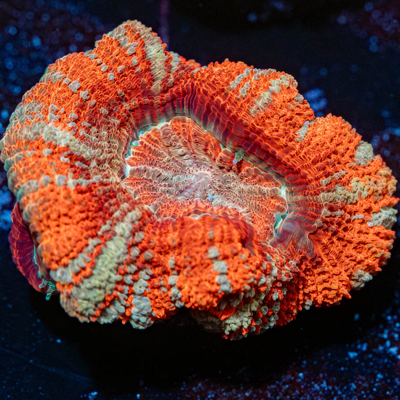 Orange Crush Asian Acan