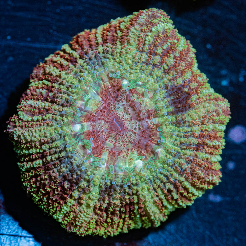 Calypso Asian Acan
