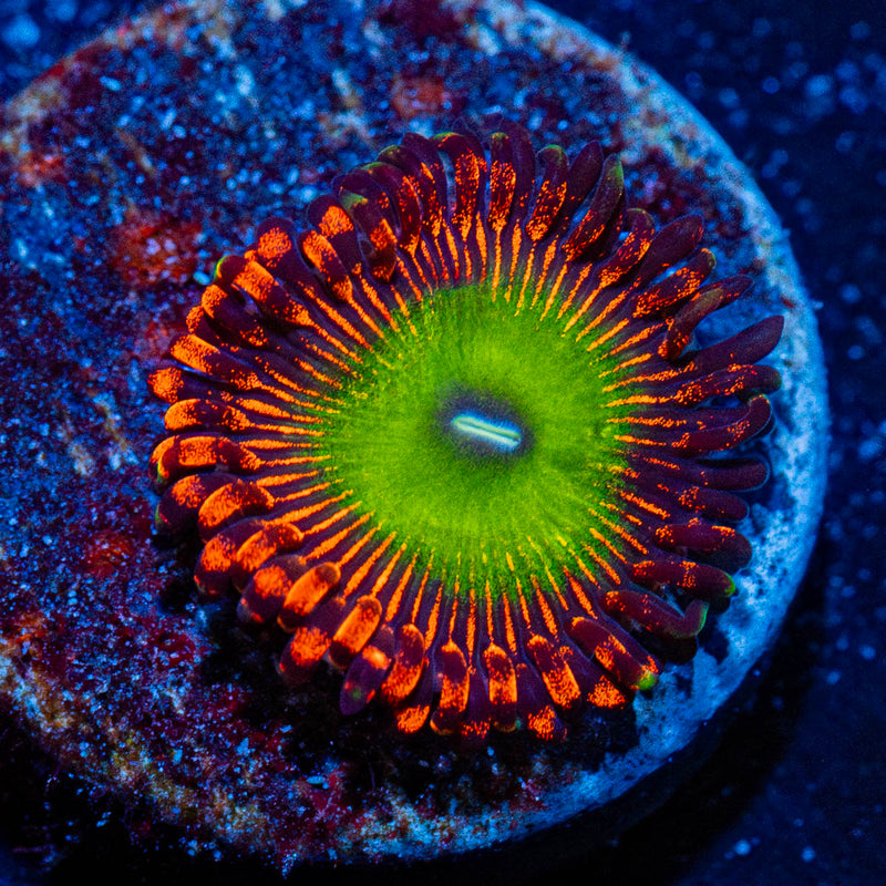 Bowser Zoanthid