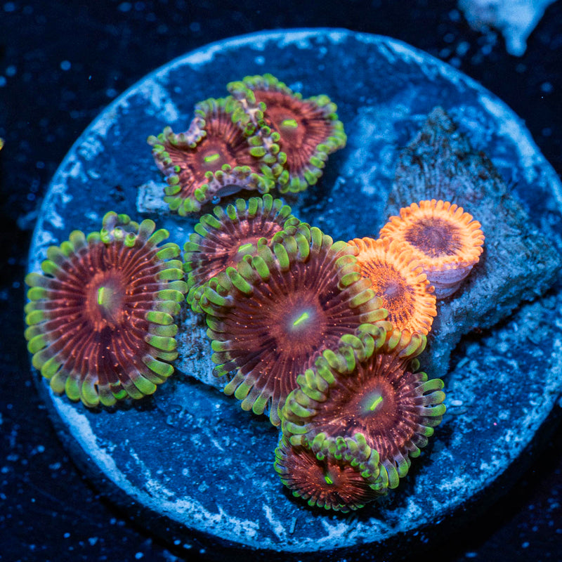 Zoanthid Combo