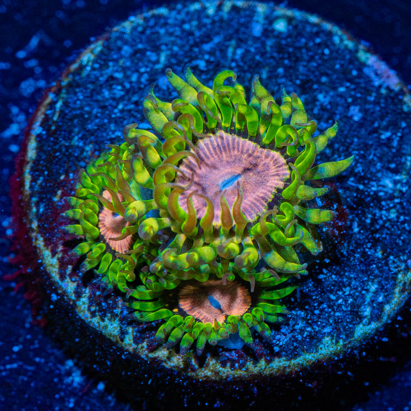 Purple Monsters Zoanthid