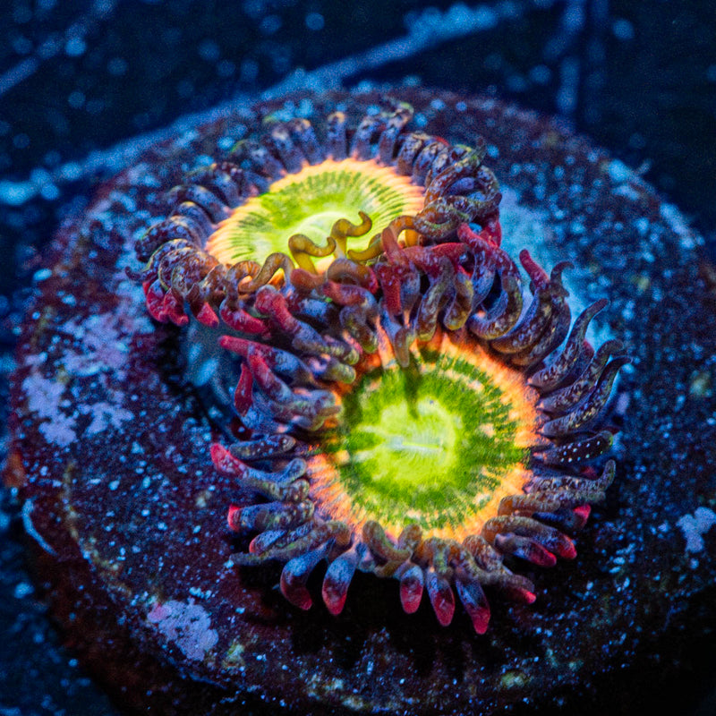 Funny D's Zoanthid