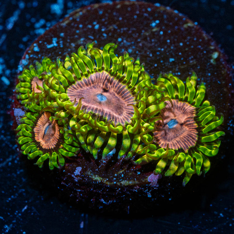 Purple Monsters Zoanthid