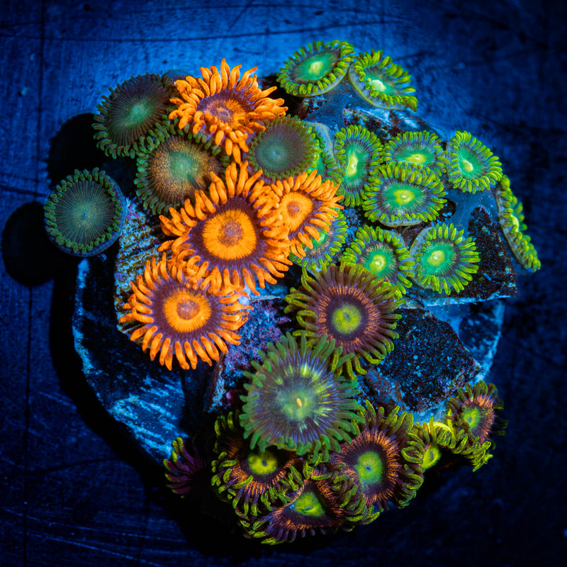 Zoanthid Combo