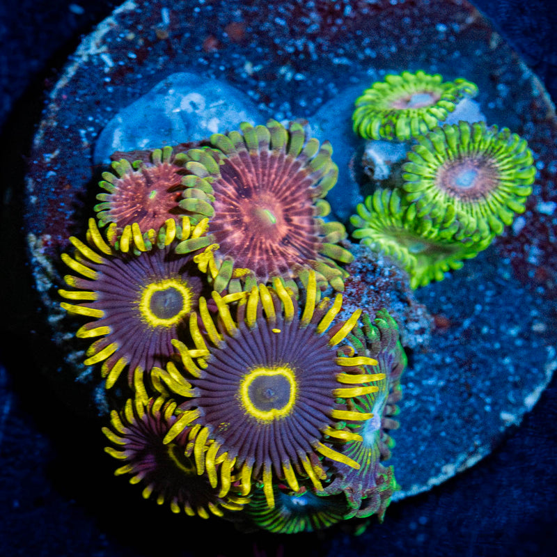 Zoanthid Combo