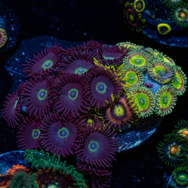 Zoanthid Combo