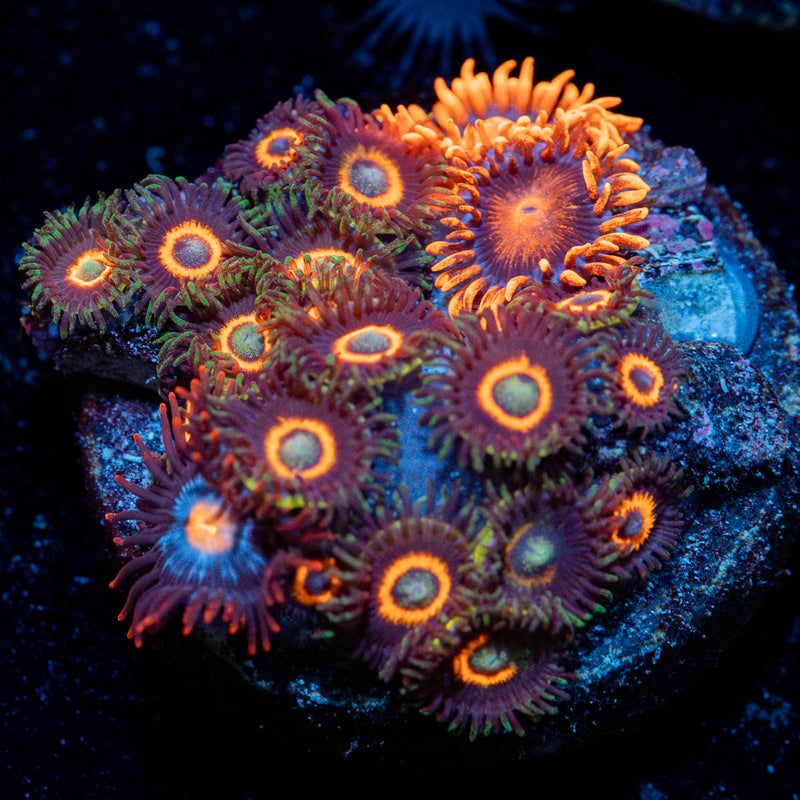 Zoanthid Combo
