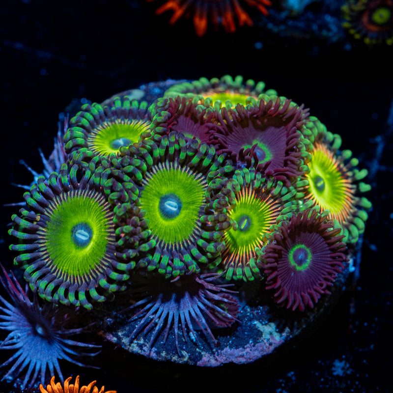 Zoanthid Combo