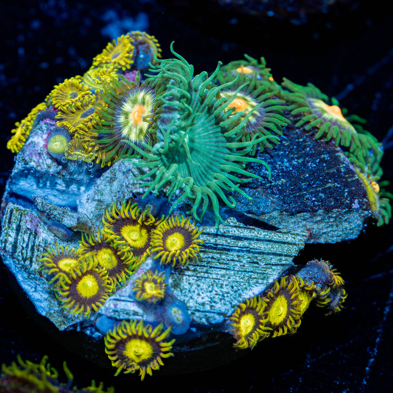 Zoanthid Combo
