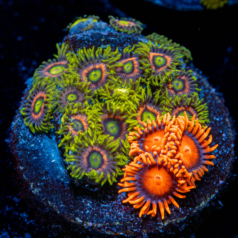 Zoanthid Combo