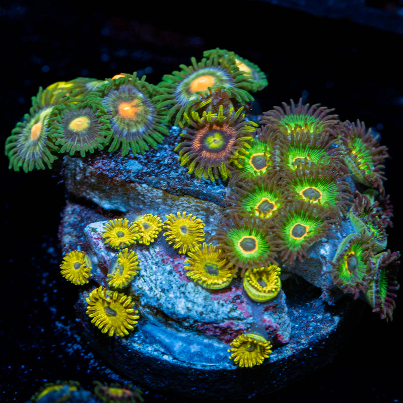 Zoanthid Combo