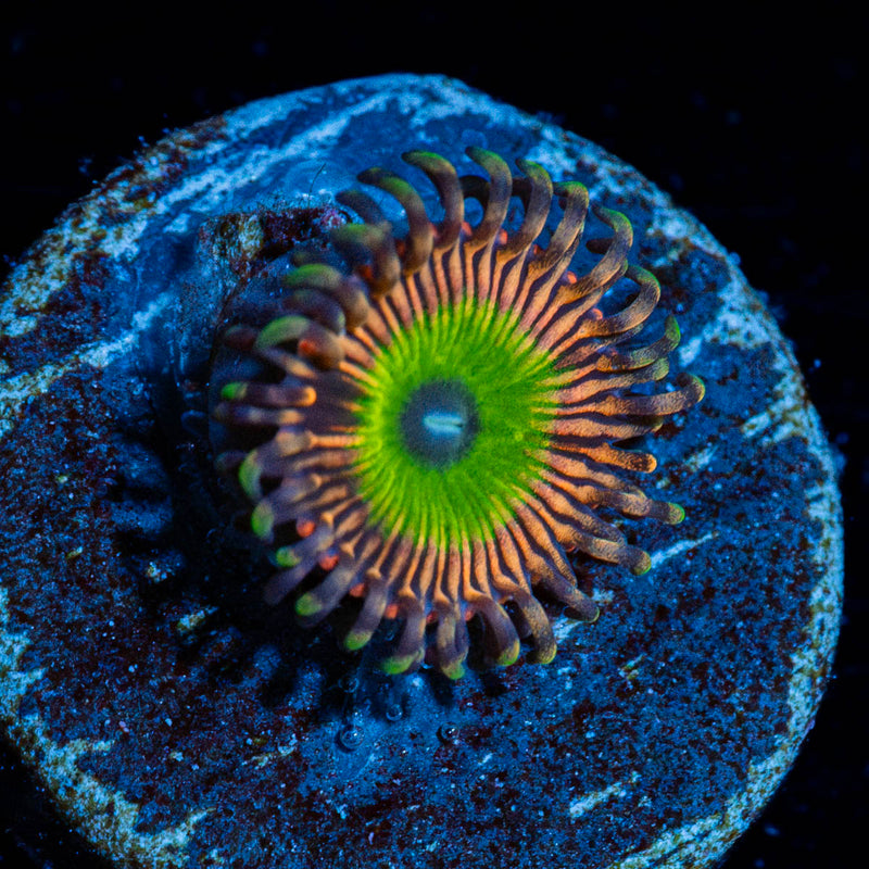 candy Apple Pink Zoanthid