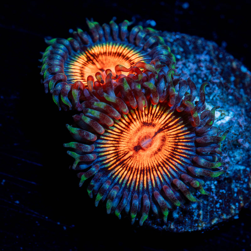 Fruit Ninjas Zoanthid